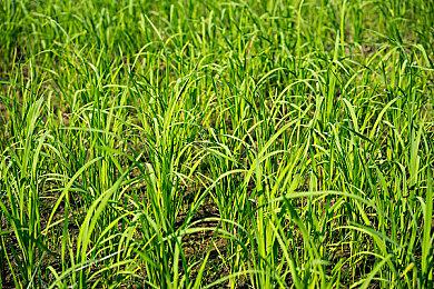 《死亡细胞》致命陨落DLC登陆移动端 新更新上线主机PC