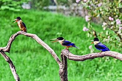 《蔷薇与椿：豪华绚烂版》预购开启 10月2日登陆Switch